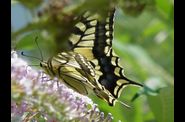 5 - Photos de papillons.