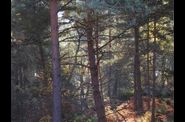 Fontainebleau