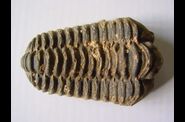 Faune-Maroc-Paleozoique
