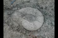 Fossiles-in-situ