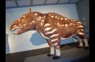 Galerie-Evolution-IRScNB