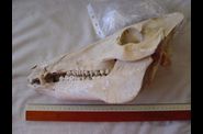 Vertebres-Actuels