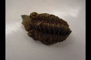 arthropodes-fossiles
