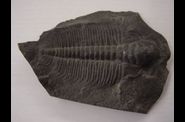 arthropodes-fossiles