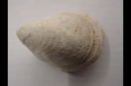 gastropodes-fossiles