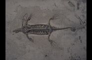 reptiles-fossiles
