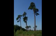 Randonnée en forêt de Chantilly
