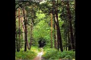 Foret-de-Fontainebleau