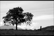 Arbres et Forets