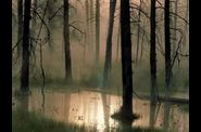 Arbres et Forets
