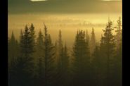 Arbres et Forets