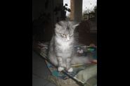 Chatterie d'Eawy