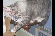 Chatterie d'Eawy