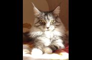 Chatterie d'Eawy