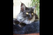 Chatterie d'Eawy