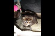 Chatterie d'Eawy