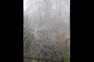 Un album complètement givré