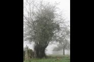 Un album complètement givré