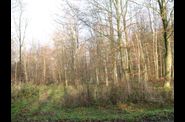 hiver en forêt d'Eawy