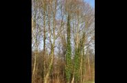 hiver en forêt d'Eawy