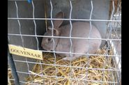 Marché aux bestiaux à Auffay