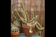 Cleistocactus