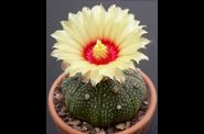 Astrophytum
