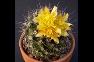 Copiapoa