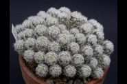 Escobaria
