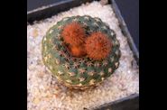 Frailea