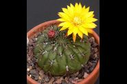 Matucana