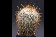 Stenocactus