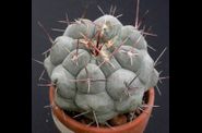 Thelocactus