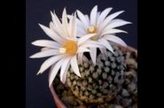 Turbinicarpus