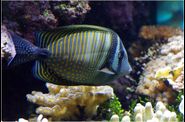 yl 10 - oceanopolis-pavillon tropical