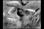 03 Dessins / Drawings