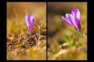 Alpes sauvages-Photos-Yannick-Lenoir