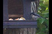 P4121550-copie-1.jpg