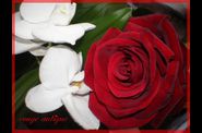 FLEURS DU JARDIN