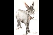 ÂNES & animaux de ferme