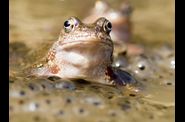 ANIMAUX GRENOUILLES ROUSSES