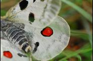 INSECTES PAPILLONS