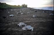 COSTA-RICA---tortues-de-mer