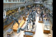 Galerie de Paléontologie, jardin des Plantes