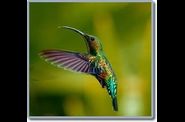 Les oiseaux de la Guadeloupe