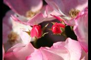 Fleurs et jardins