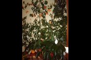 MES PLANTES VERTES