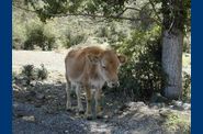 corse