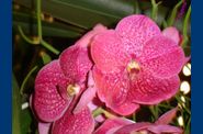 Collection-des-orchidees