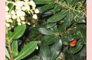 arbousier_fleurs_et_fruits.jpg